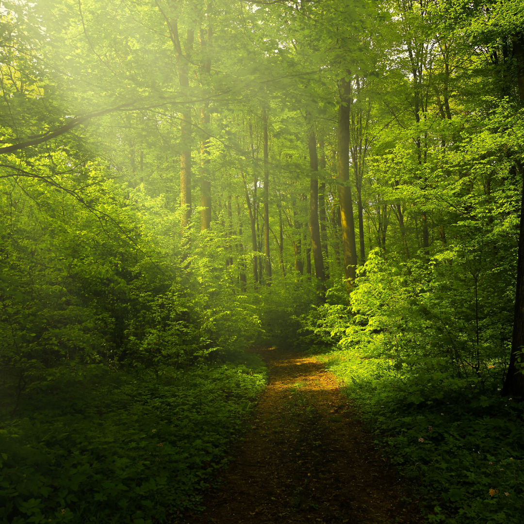 Nourrissez-vous de nature: une pratique de gratitude